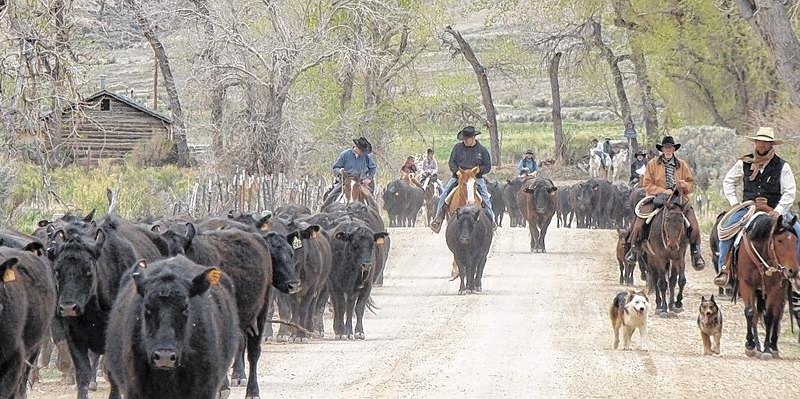 Cowboys treiben eine Herde.jpg