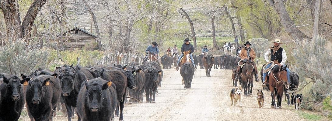 Cowboys treiben eine Herde.jpg