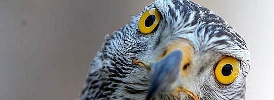 Die Isenburg im Zeichen des_0--543x199.jpg