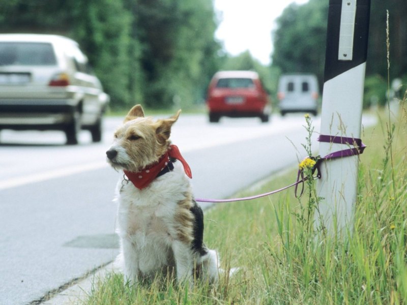 Dortmund-Hund-ausgesetzt