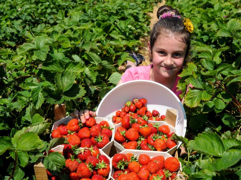 Erdbeerfeld Carina (9) aus 2013 in Witten.jpg