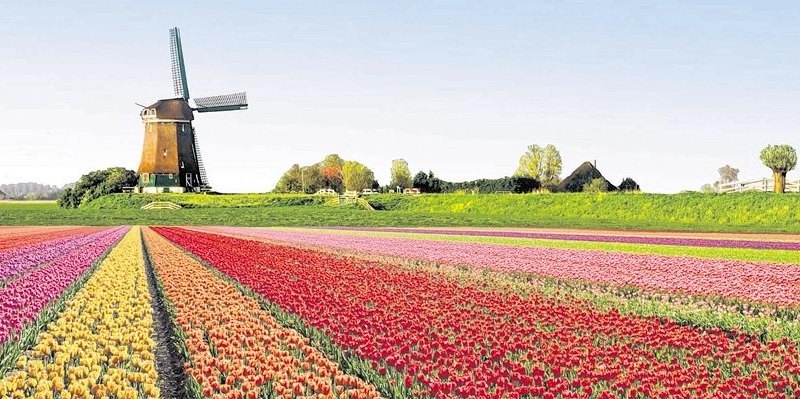 Frühling Holland Tulpen.jpg
