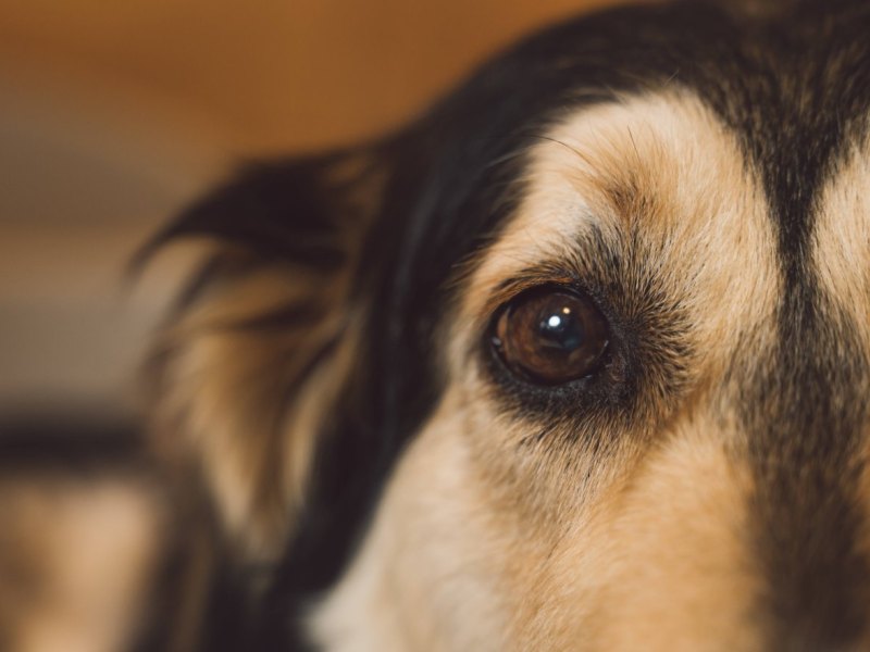 Hund Bochum Auto Tierarzt Unfall Fahrerflucht Polizei