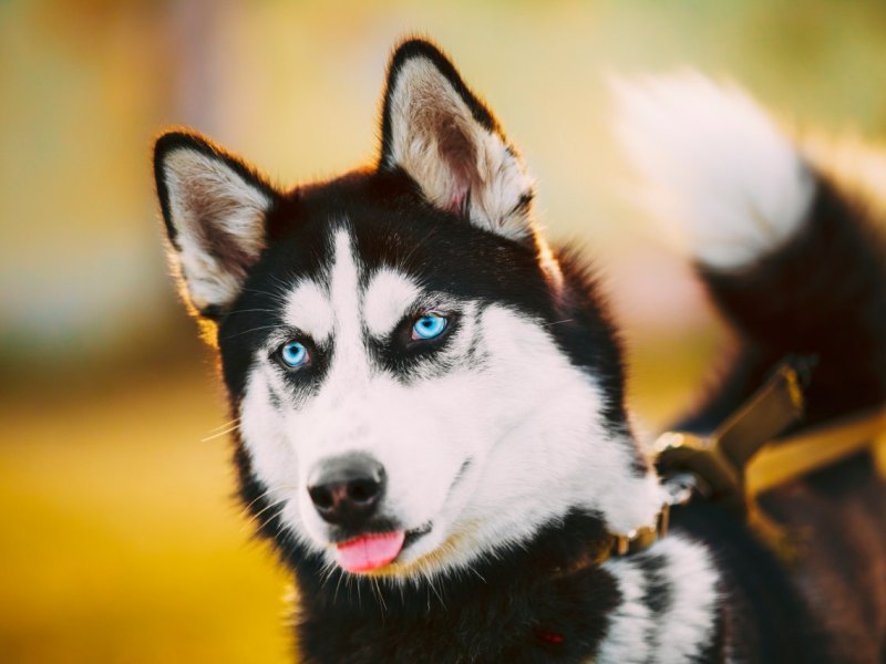 Hund Dortmund Drama Husky Hilfe gesuchter Hund Suche