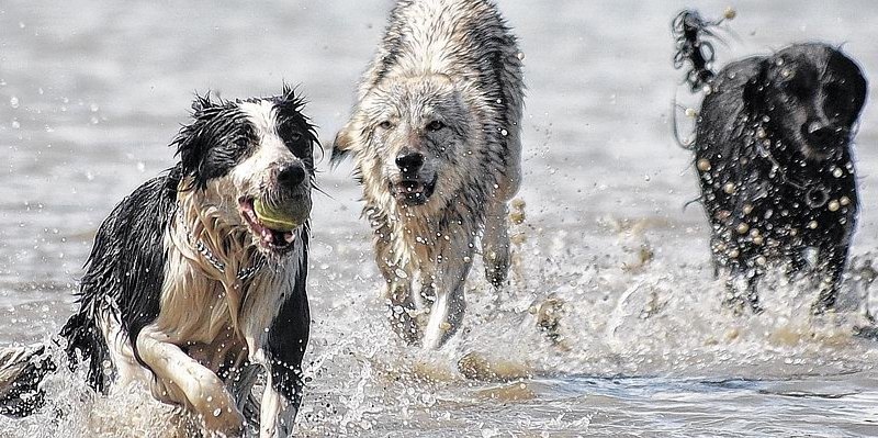 Hunde Wasser.JPG
