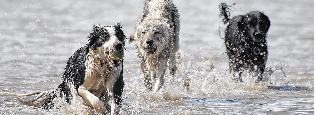 Hunde Wasser.JPG