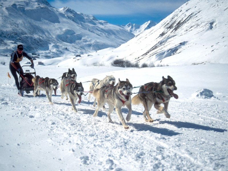 Husky Schlittenhundrennen Winter.JPG