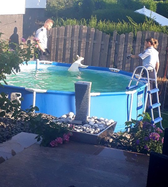 Känguru Dortmund Pool.jpg