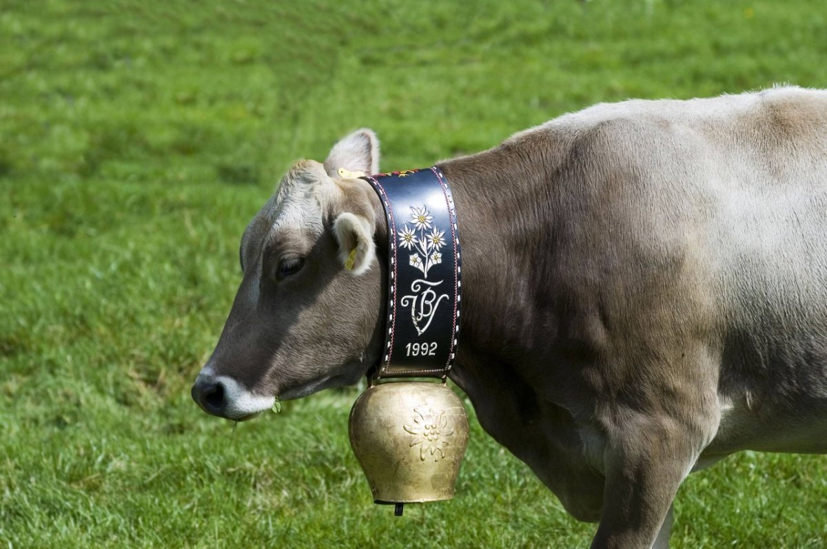 Kuhglocke Diebstahl Allgäu.jpg