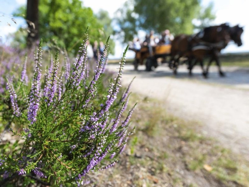 Kutschfahrten in der Lüneburger Heide