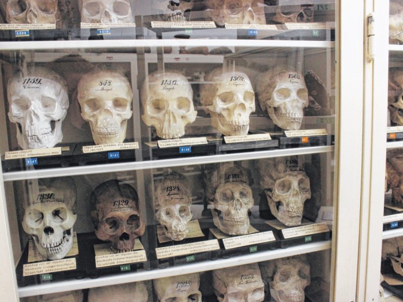 Museum Narrenturm Wien.jpg