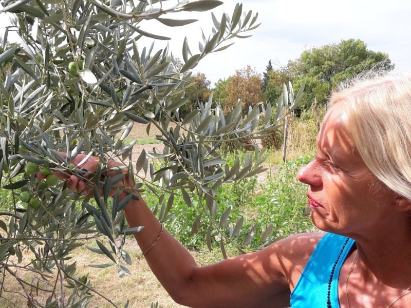 Oliven; Olivenernte; Olivenöl.jpg