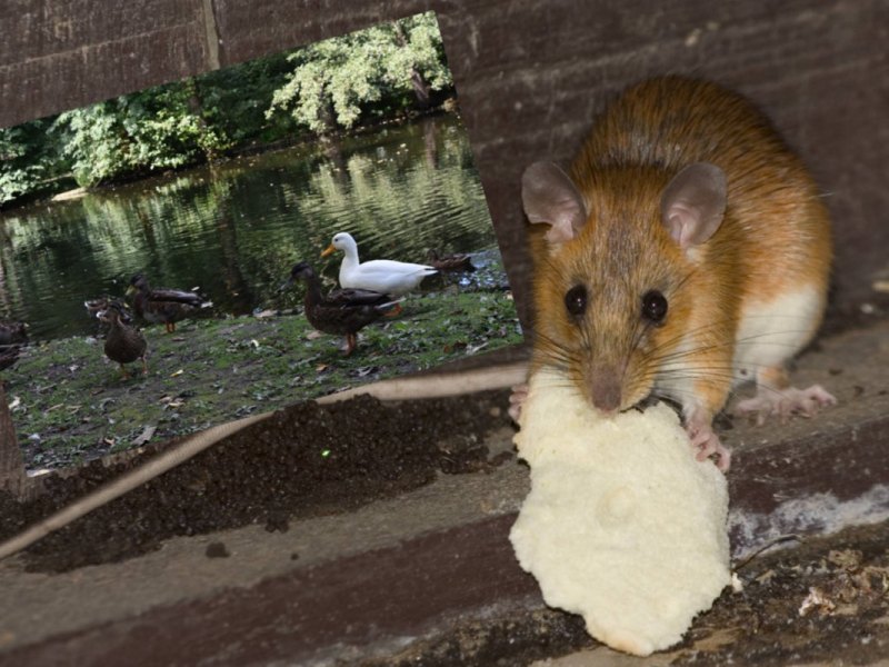 Ratte Grummer Teiche Bochum.jpg