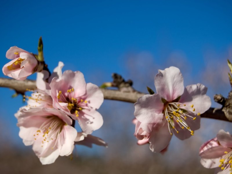 Reise Tourismus Mandelblüte Deutsche Weinstraße.jpg