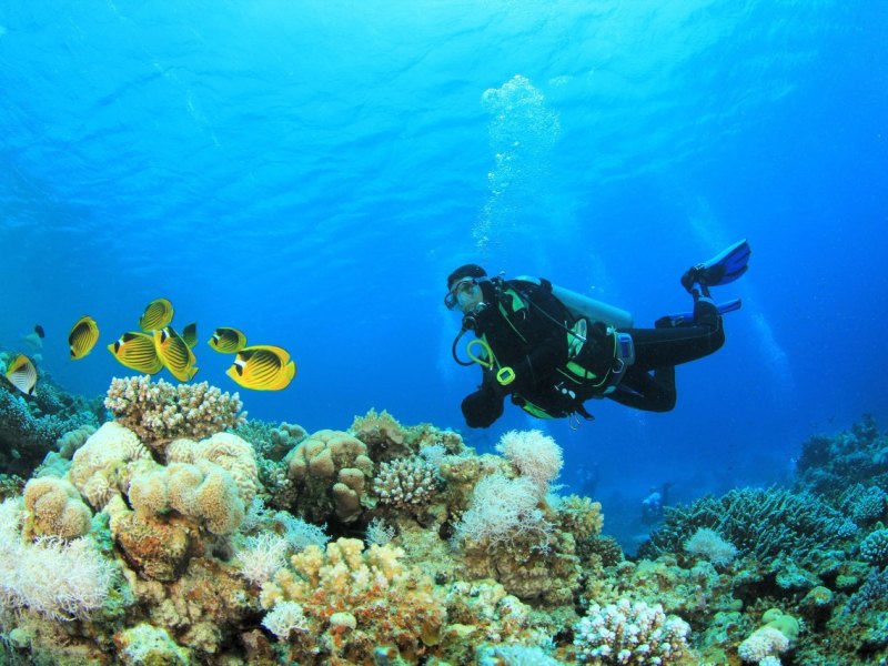 Rotes Meer, Tauchen, Fische, Reise,.jpg