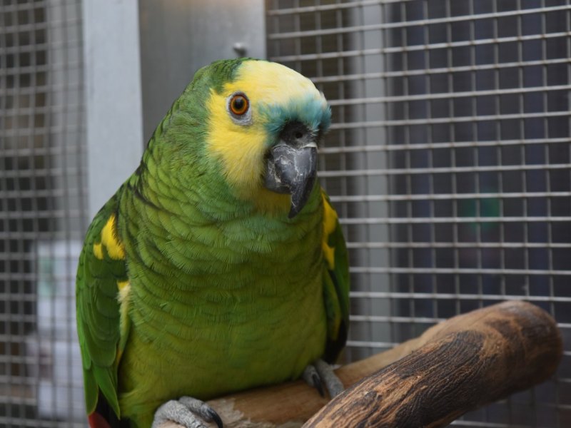 Singender Papagei.JPG