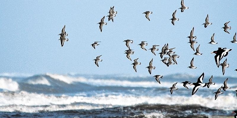 Spiekeroog Möwen.jpg