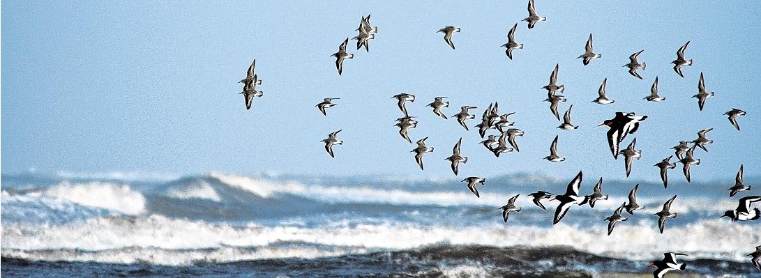 Spiekeroog Möwen.jpg