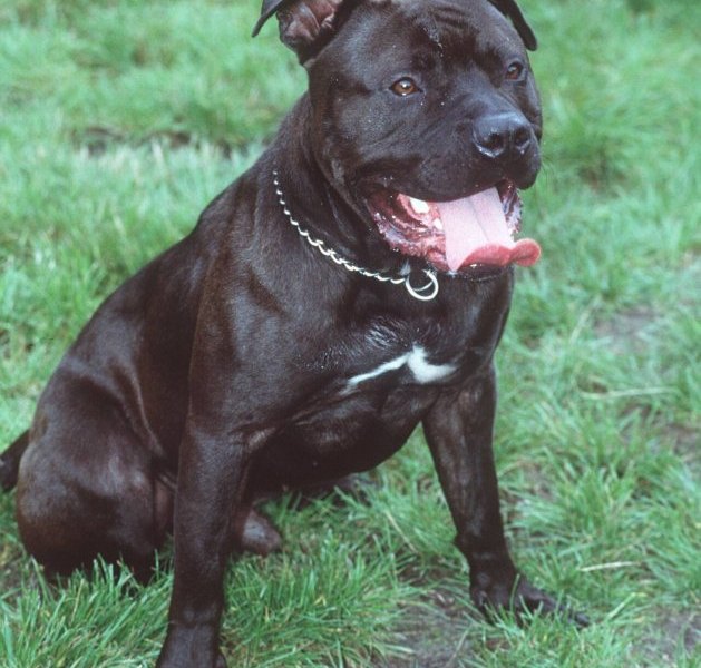 Stafford Mischling.jpg