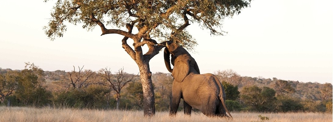 Südafrika Marula Baum.jpg