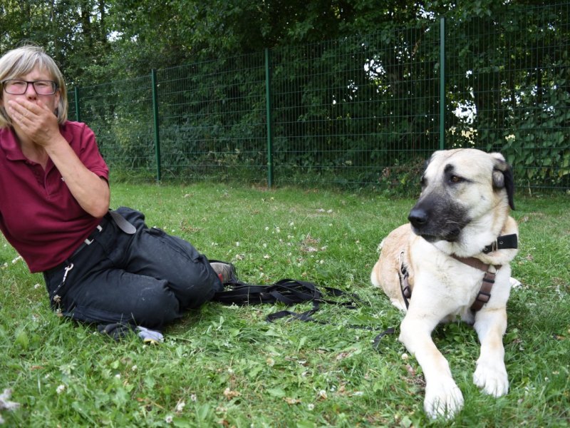 Tierheim Bochum Spenden.JPG