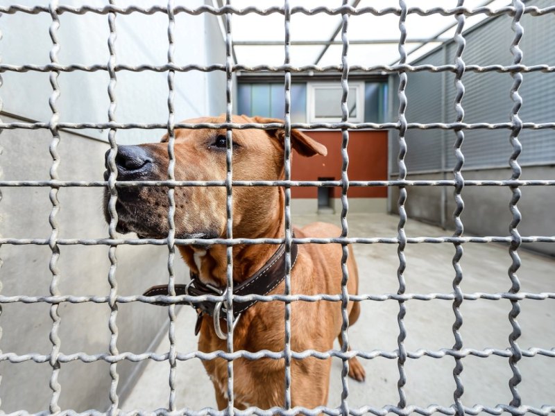 Tierheim in Bochum_0.jpg