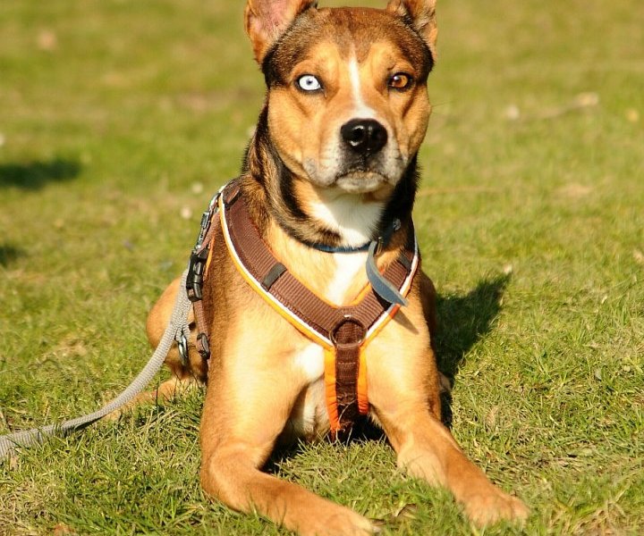 Tyson Bochum Hund.JPG