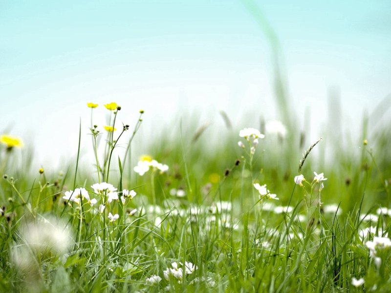 Wiese im Schwarzwald.jpg