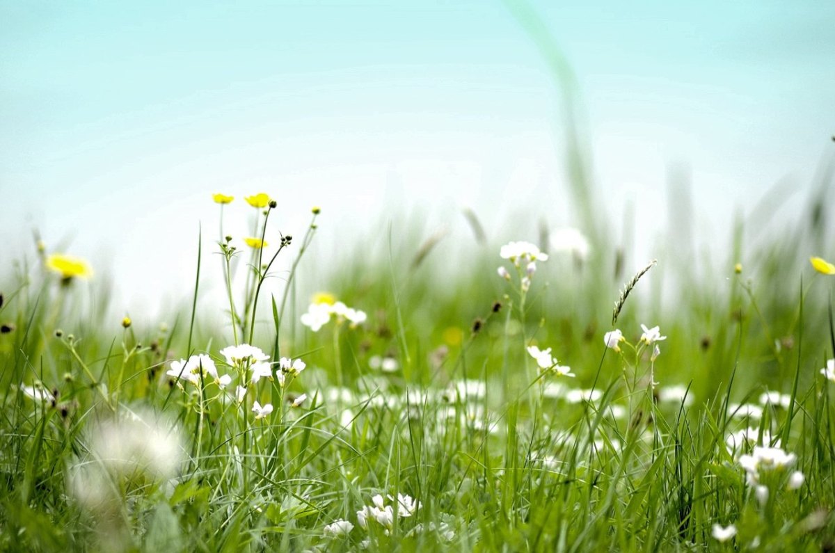 Wiese im Schwarzwald.jpg