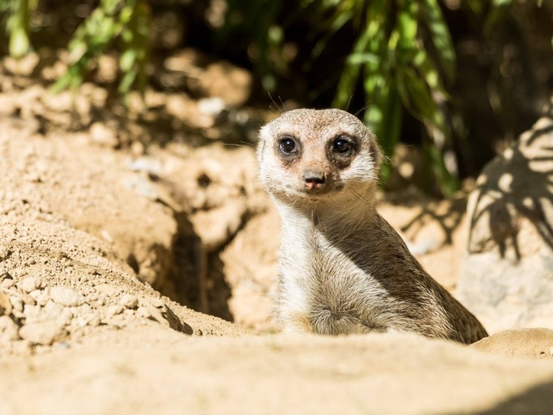 Zoo Dortmund mit wichtiger Nachricht an Besucher! Das solltest du vor deinem Besuch ab sofort wissen