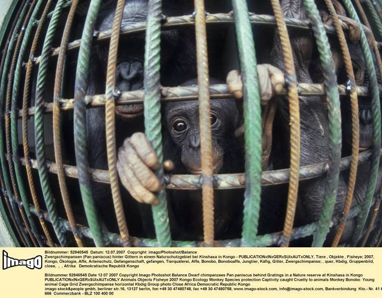 affe tierquälerei urlaub.jpg