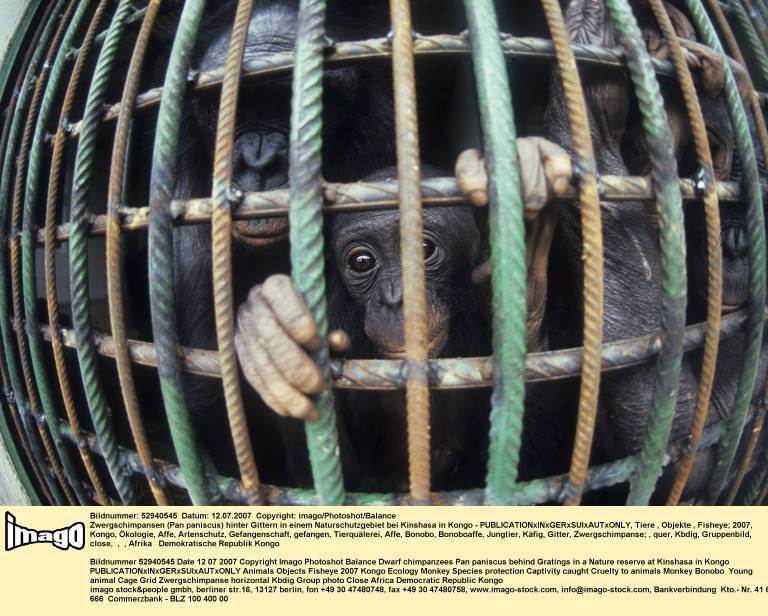 affe tierquälerei urlaub.jpg