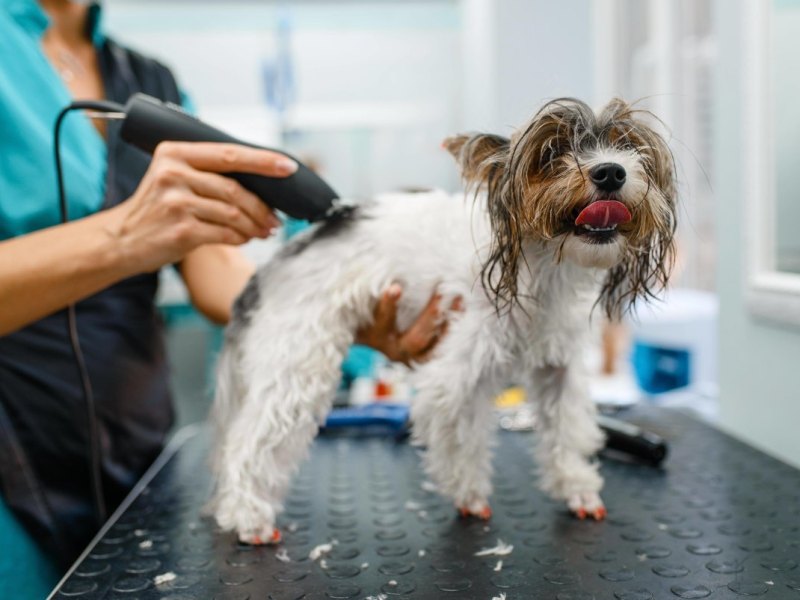 beste hundeschermaschine.jpg