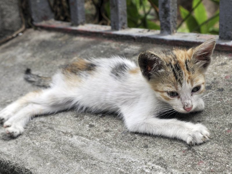 dortmund katze neu.jpg