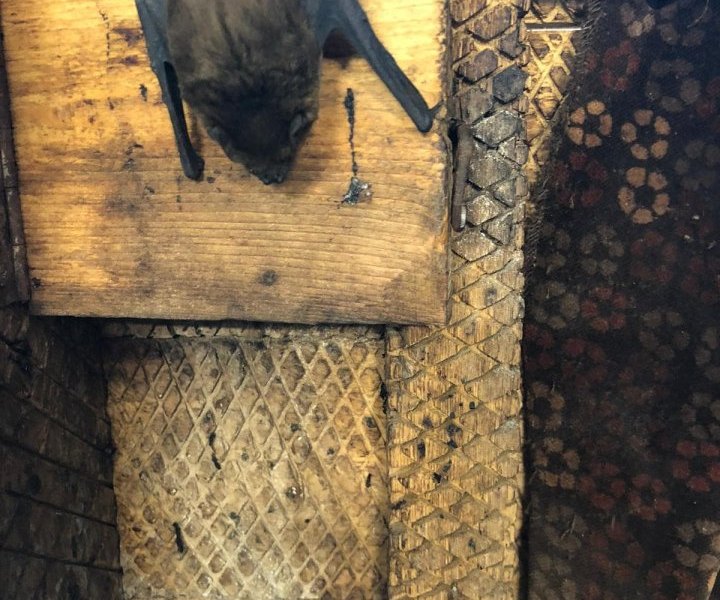 fledermaus dortmund.jpg