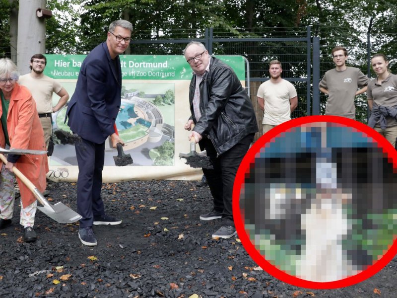 löwinnen außengehege2.jpg