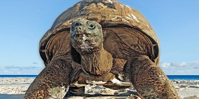 turtleRGB--656x240.jpg