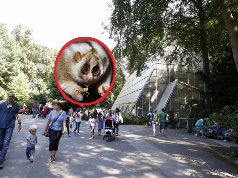 zoo-dortmund-nrw-tiere