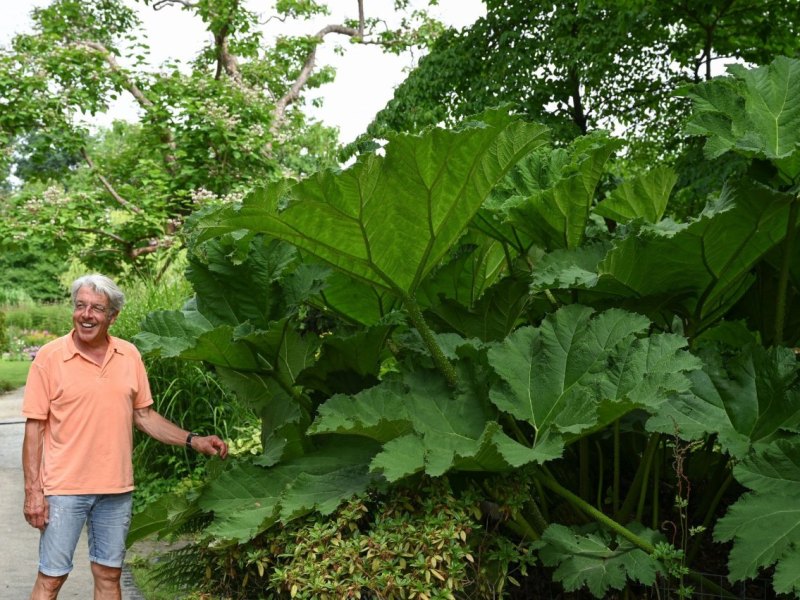 Chilenischen Riesenrhabarber