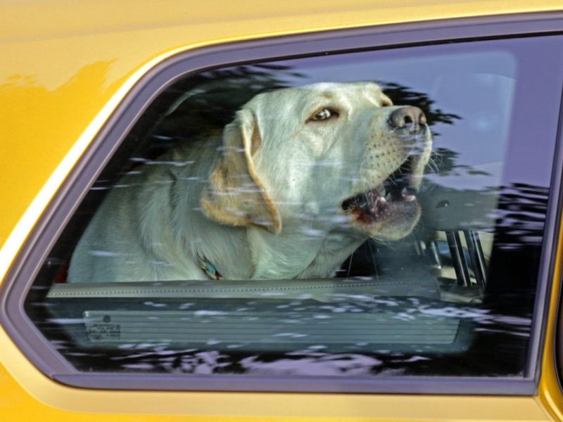 Ein Hund musste in einem Hitze-Auto schrecklich leiden. (Symbolfoto)