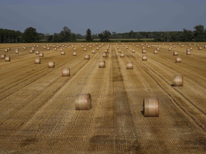Piacenza: Heuballen liegen auf einem Feld. Die italienische Regierung hat in mehreren norditalienischen Regionen den Notstand ausgerufen, weil eine anhaltende Dürre und eine Hitzewelle den Fluss Po ausgetrocknet haben, der für die Bewässerung in einem Gebiet in Nordmittelitalien, das ein wichtiger Produzent von Obst, Gemüse und Getreide ist, von entscheidender Bedeutung ist. Foto: Luca Bruno/AP/dpa