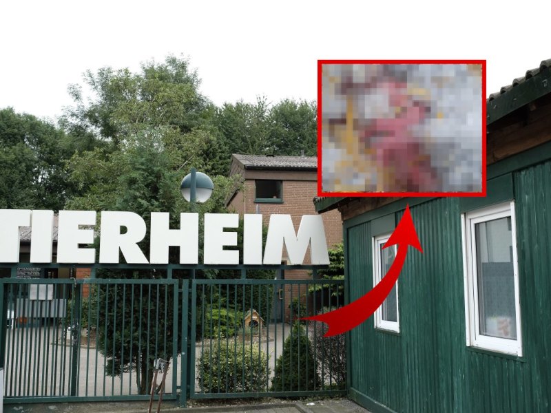 Tierheim Bochum-Tierbabys.jpg