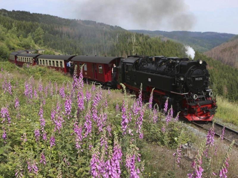 Ein Zug der Harzer Schmalspurbahn fährt auf der Bahnstrecke von Wernigerode zum Brocken. Hier zischt und tutet es: Mit so einer Lok kann man auf den Brocken fahren. Foto: Matthias Bein/dpa-Zentralbild/dpa