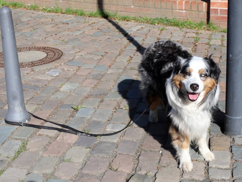 Hund Duisburg ausgesetzt