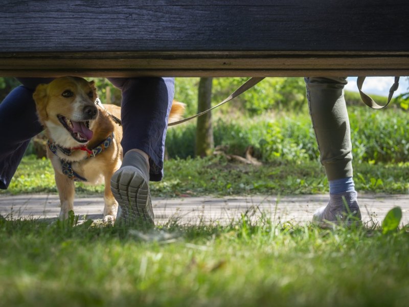 Hund in Gelsenkirchen.jpg