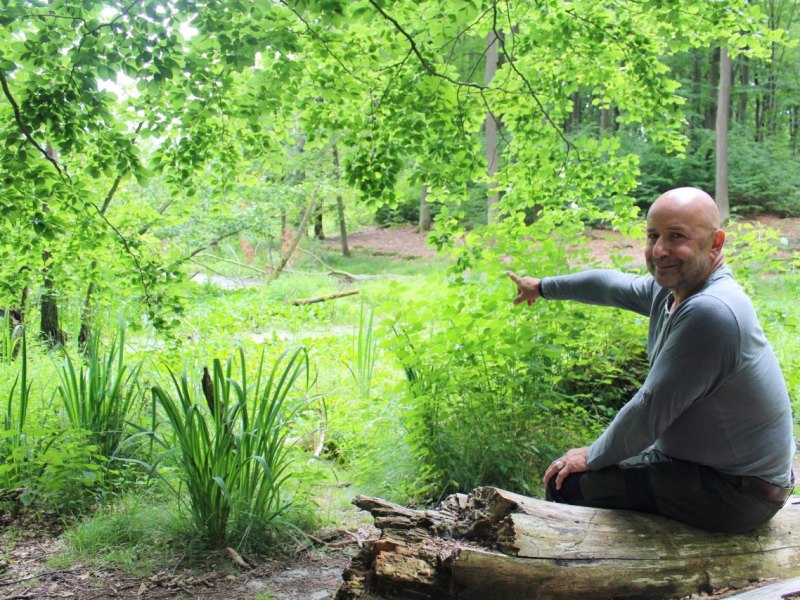 Weltnaturerbe Buchenwald Grumsin