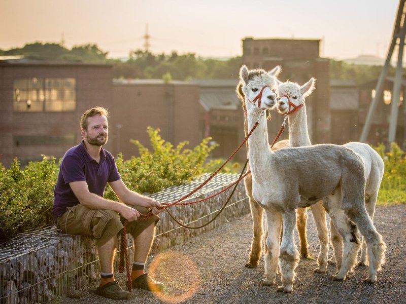 Alpaka-Wanderung