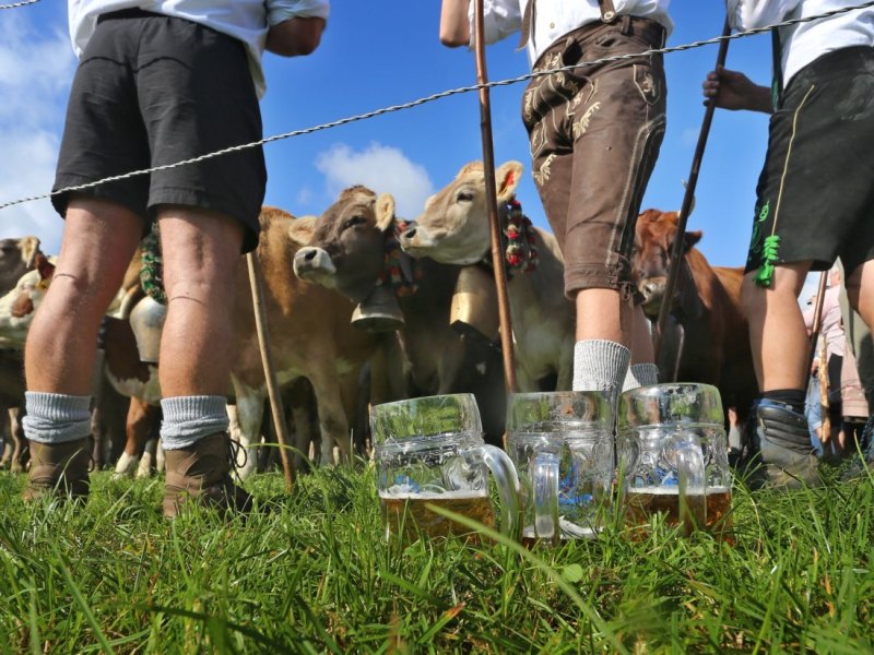 Viehscheid im Allgäu