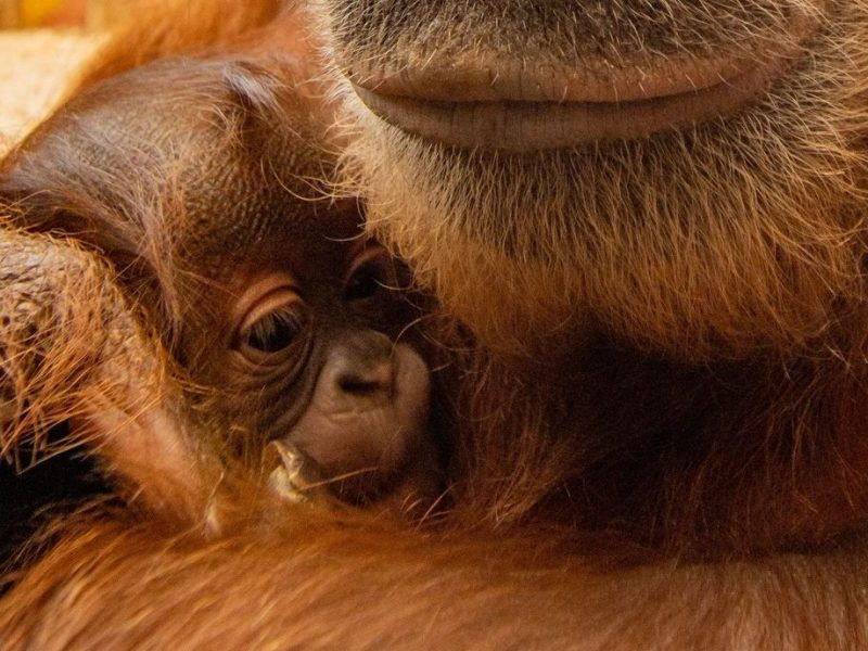Zoo Dortmund Orang-Utan-Baby Kleo