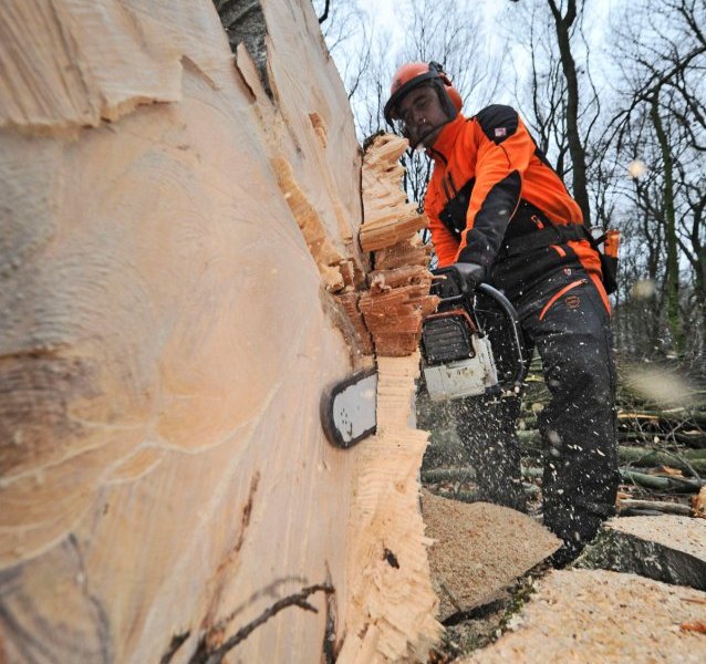 Durchforstung Volksgarten Osterfeld.jpg